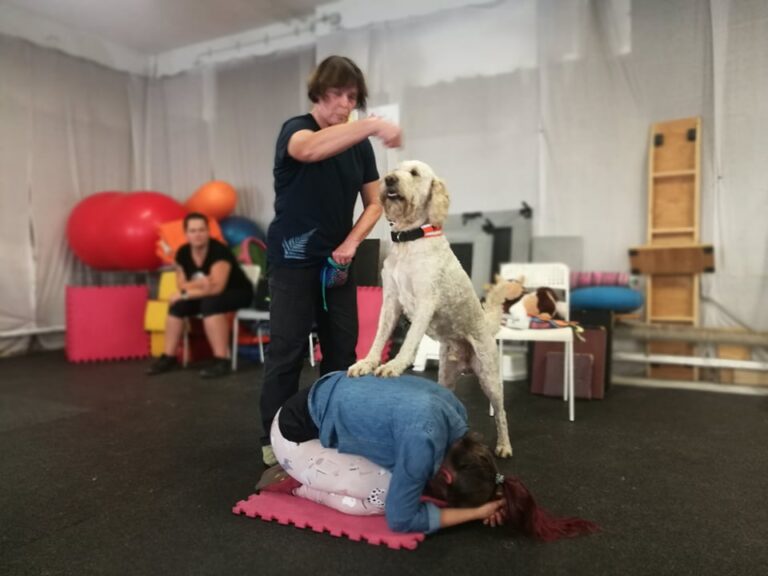 CT zkoušky Brno 2021 - opři labradoodle