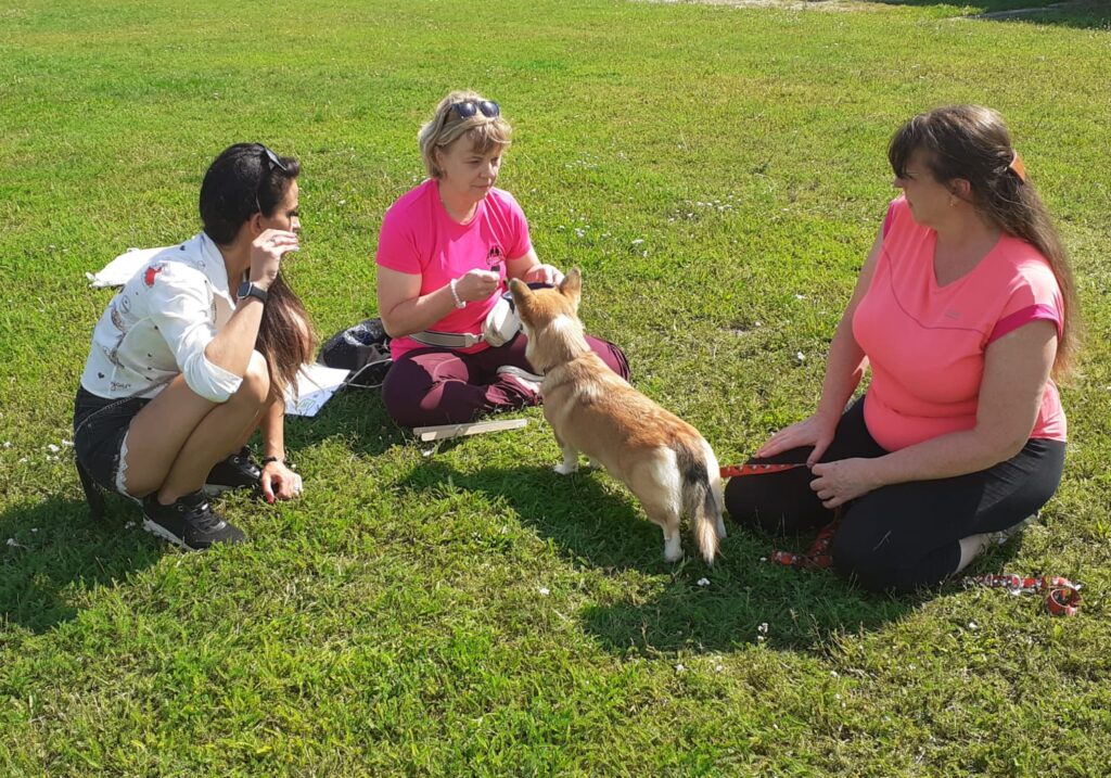 CT tábor Zbraslav - welshcorgi