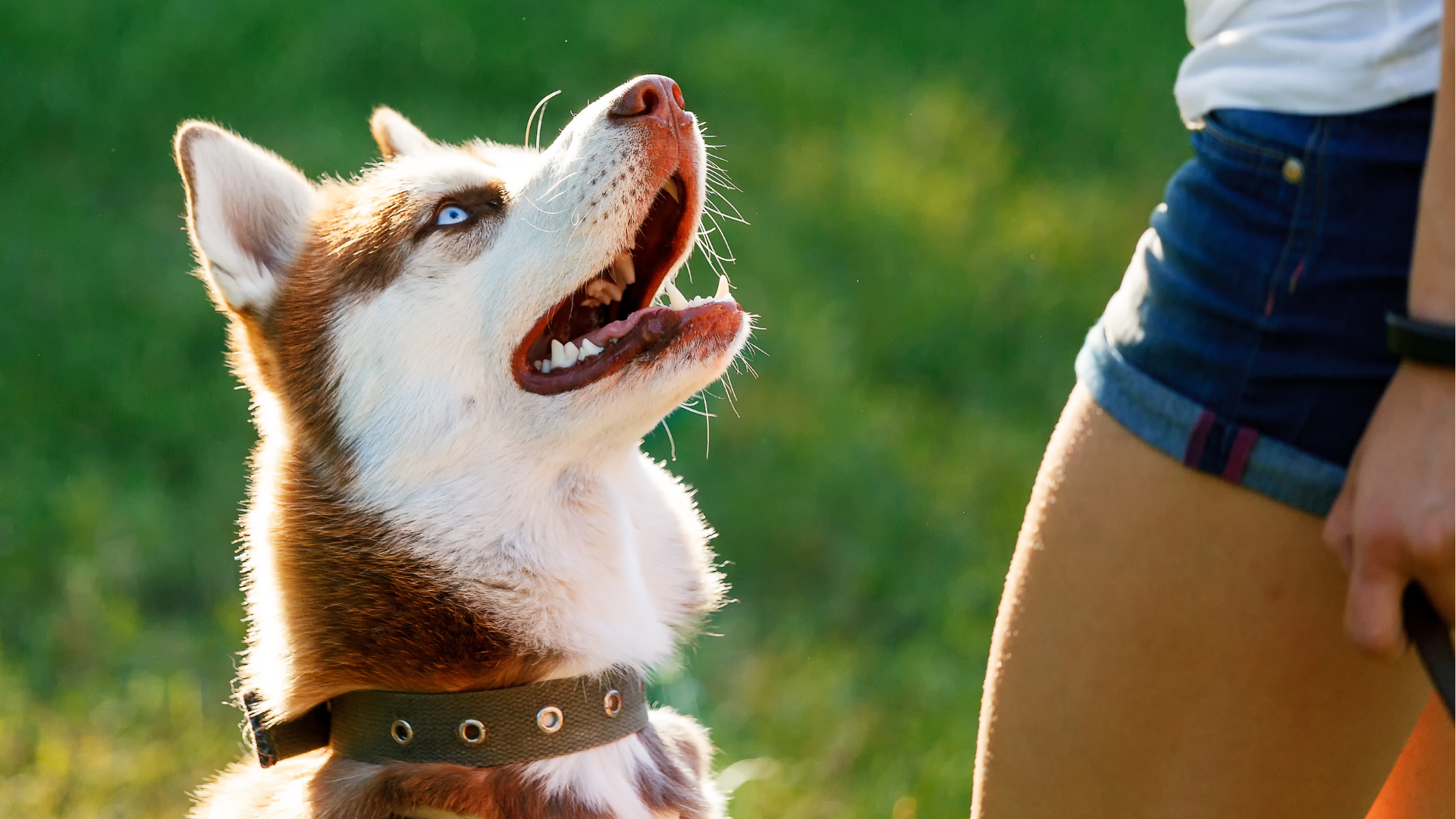 Husky hledí na paničku Husky hledí na paničku