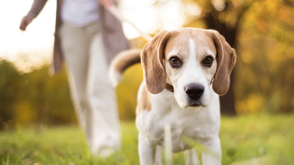 Beagle na vodítku