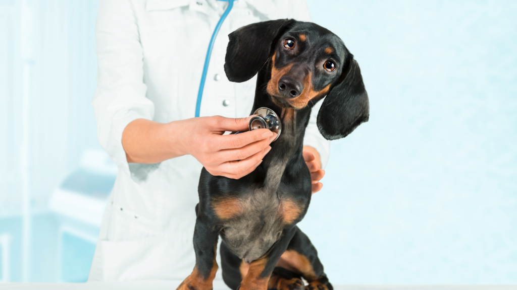 Pes u veterináře