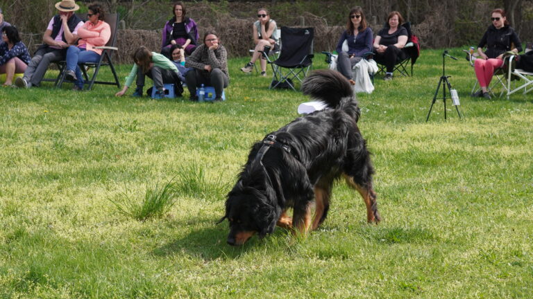 Ukázka kynologického výcviku v podání Absolventů Akademie pro psí instruktory