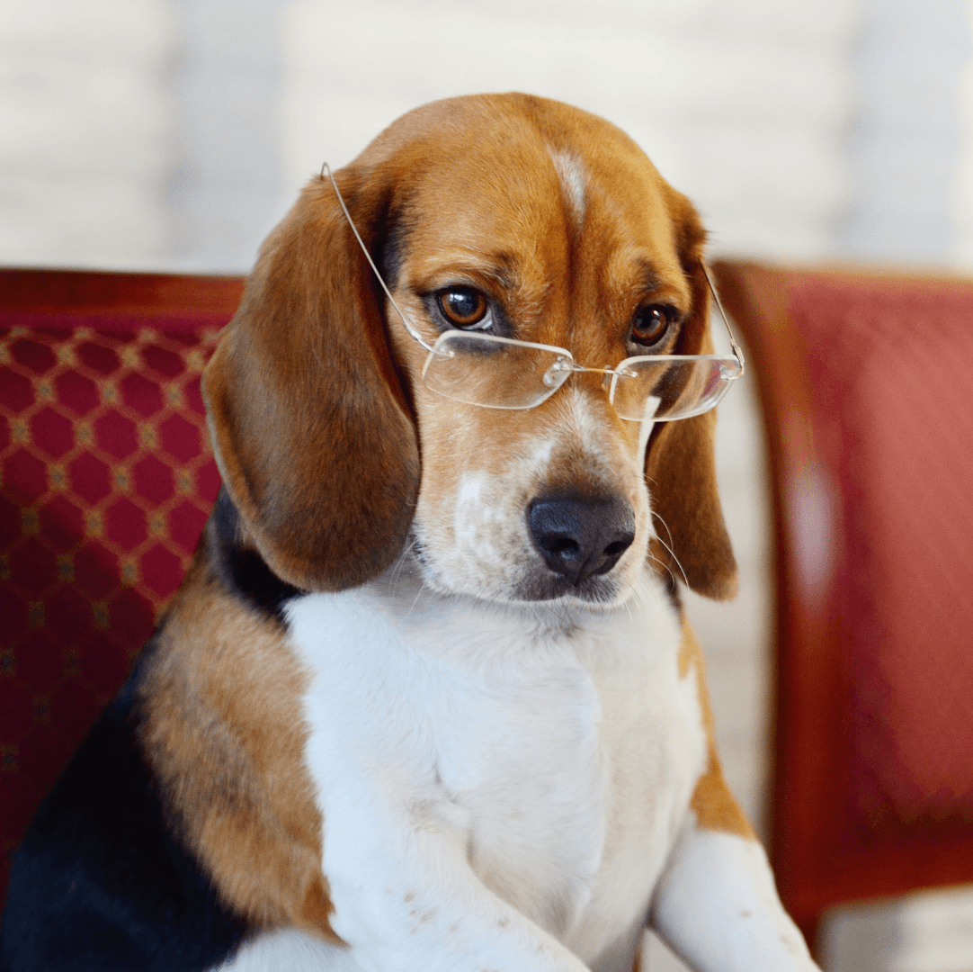 Pes s brýlemi