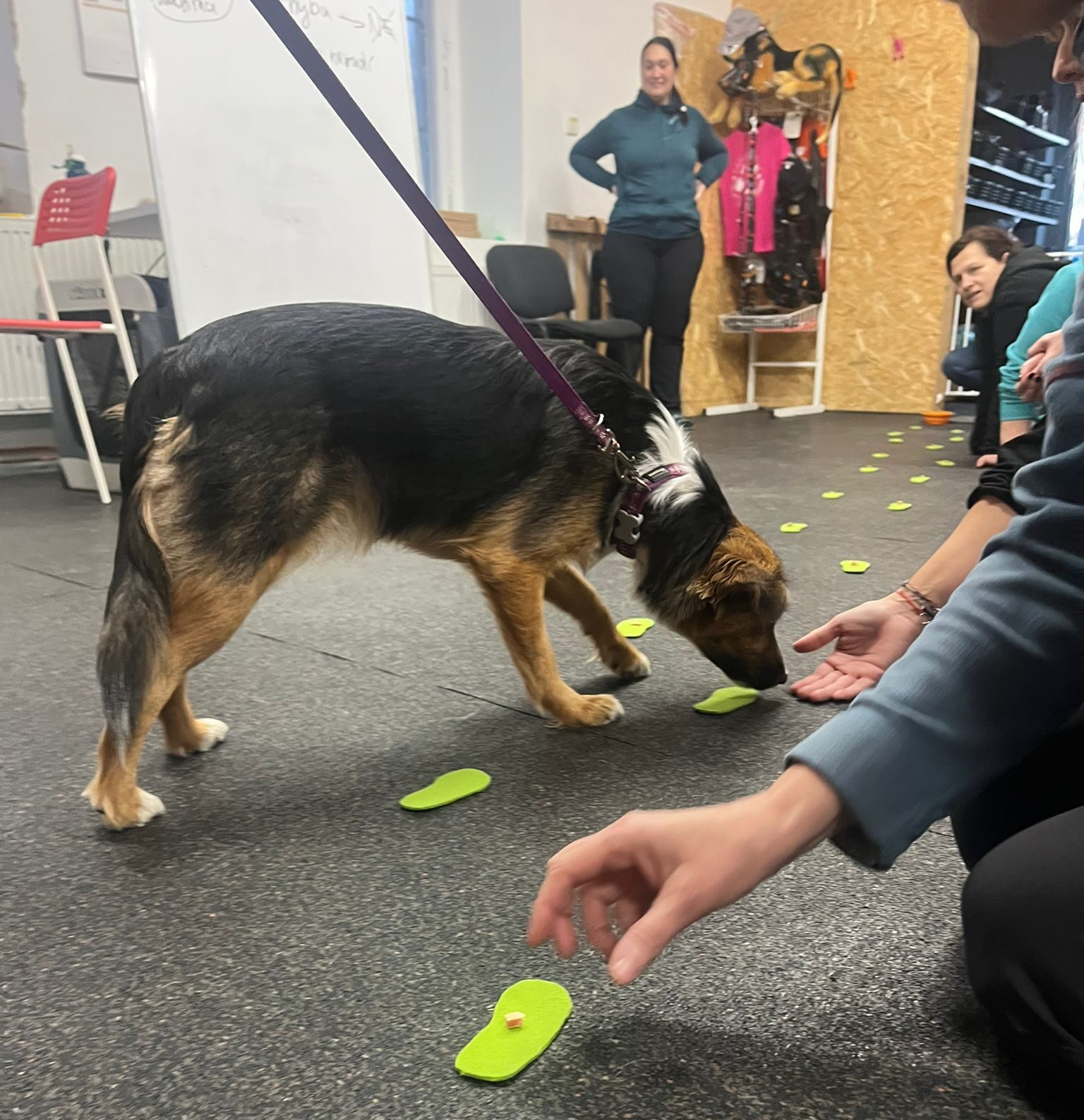 VELKÝ INSPIRATIVNÍ CANISTERAPEUTICKÝ KURZ v Brně (soboty)