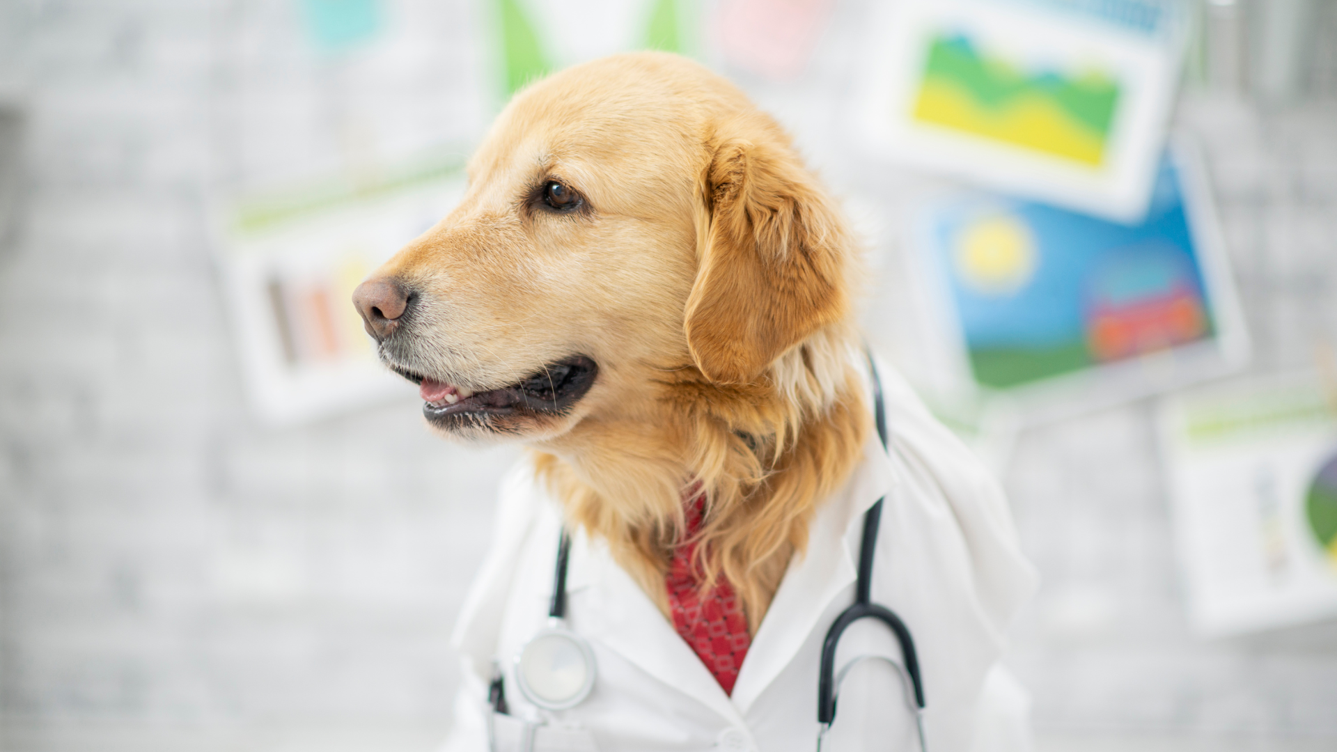 Pes převlečený za doktora Pes převlečený za doktora