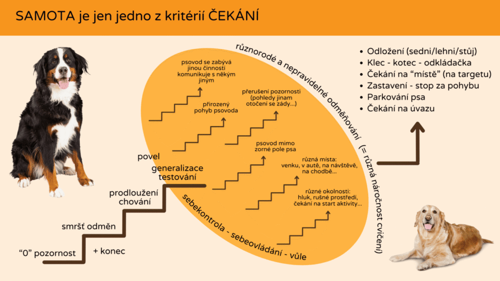 Zaškolení – Jak na psí samotu (3) Samota jako jedno z kritérií čekání